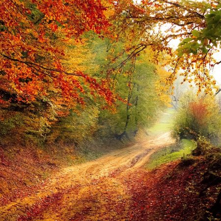 autumn-forest-road-path