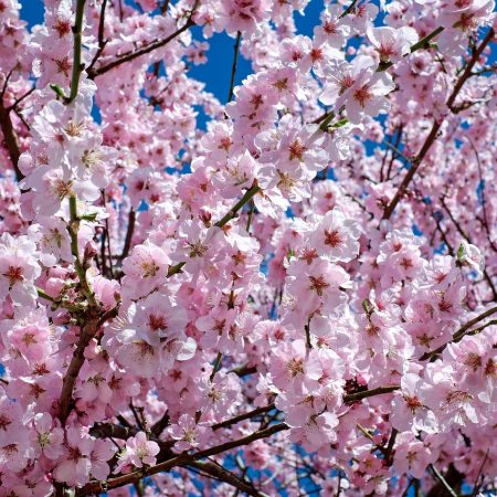 japanese-cherry-blossom-2168858_1280